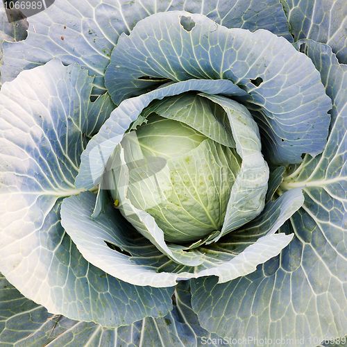 Image of Cabbage on a bed