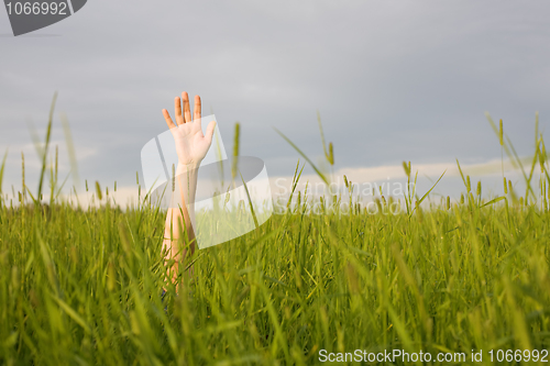 Image of The hand stretched from a grass