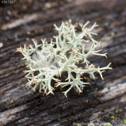 Image of Iceland (reindeer) moss