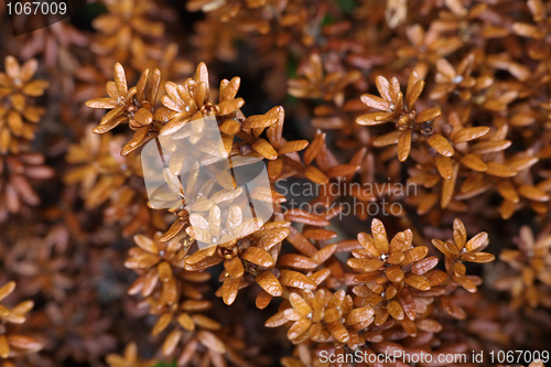 Image of Leaves and runaways crowberry