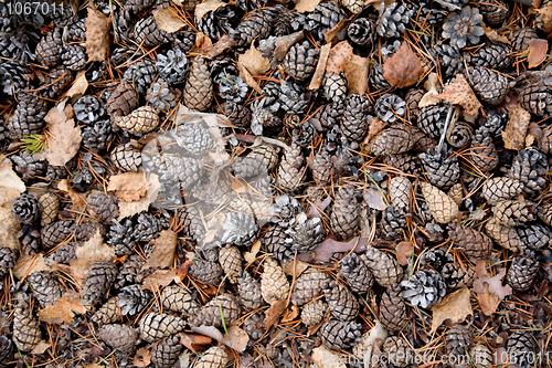 Image of Pine cones