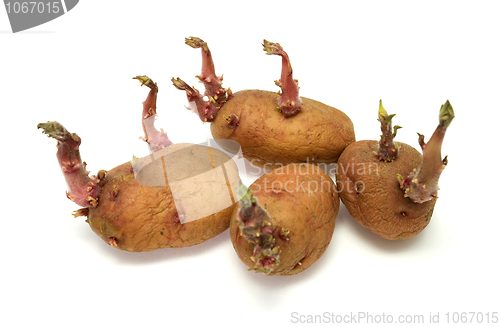Image of Four progrown tubers of a potato