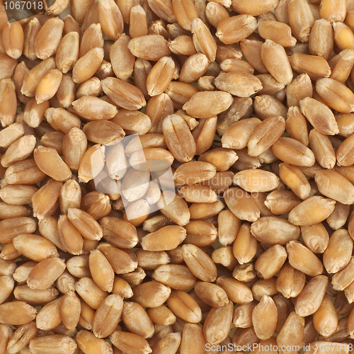 Image of Wheat texture