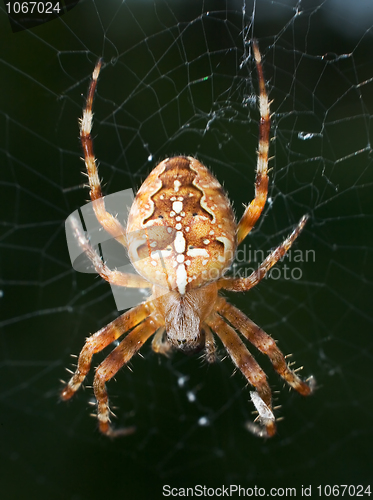 Image of Spider in the web