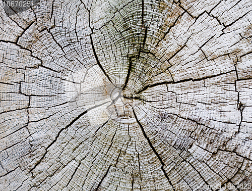 Image of Cut of a trunk