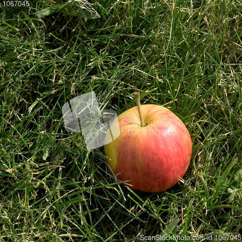Image of Apple in green grass