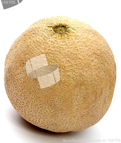 Image of athena melon
