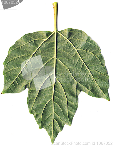 Image of Leaf of arrowwood