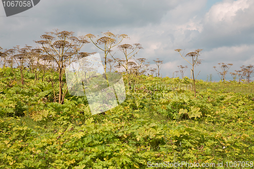 Image of Heracleum