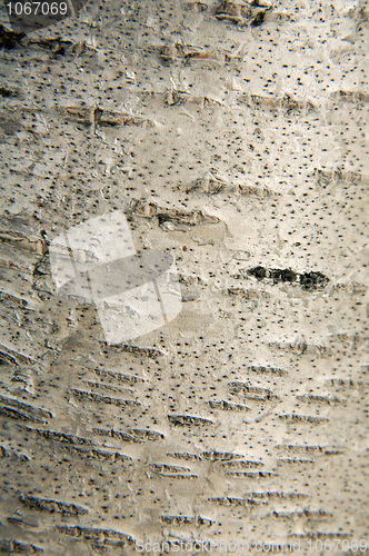 Image of Birch bark