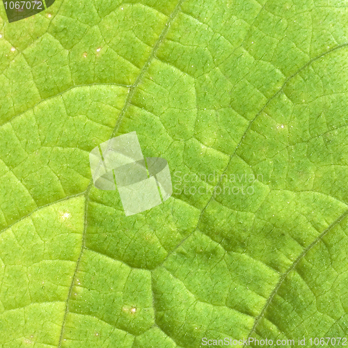 Image of Foliage