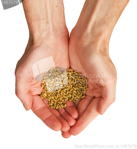 Image of Wheat in the hands