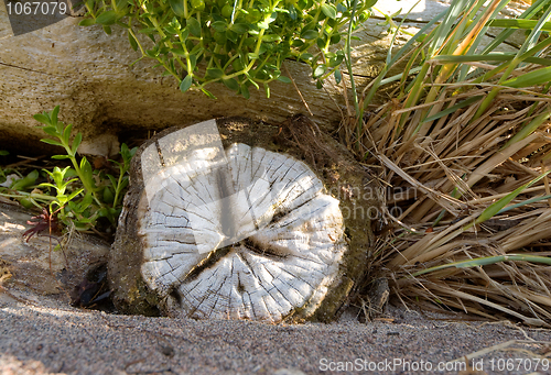 Image of End face of the log