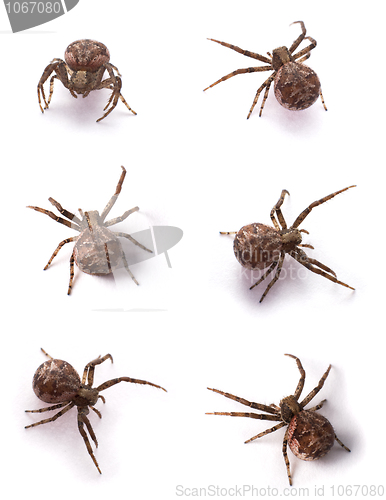 Image of brown spiders