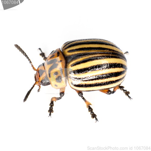Image of The Colorado beetle