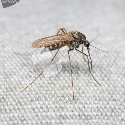 Image of Mosquito