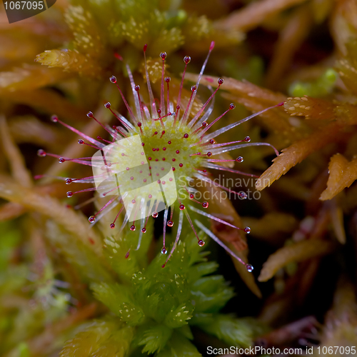 Image of Sundew