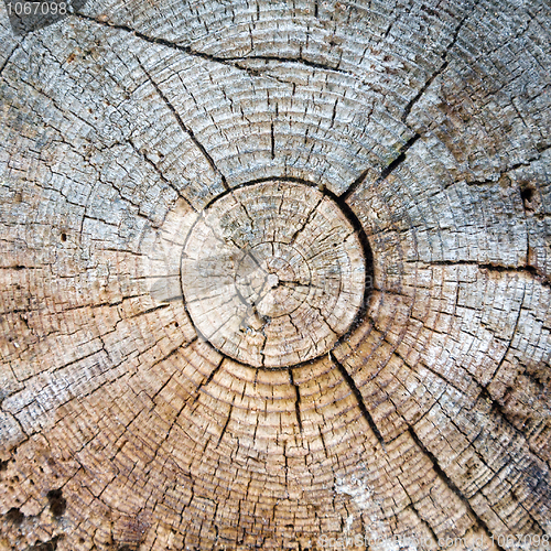 Image of Cut of a trunk