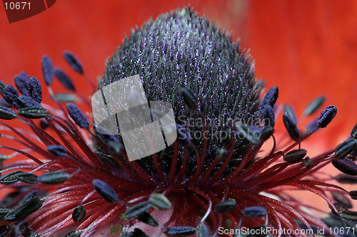 Image of Poppy