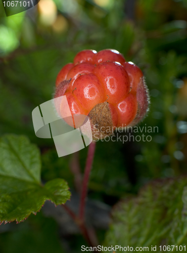 Image of Cloudberries