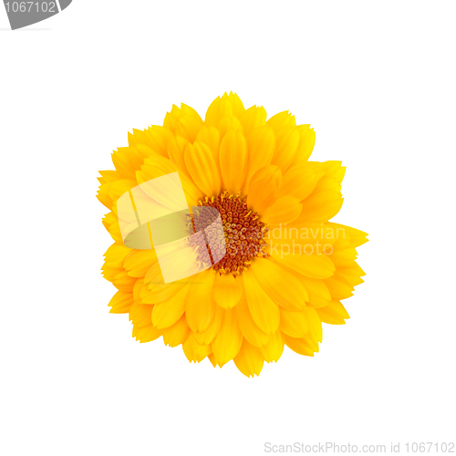 Image of Calendula on a white background