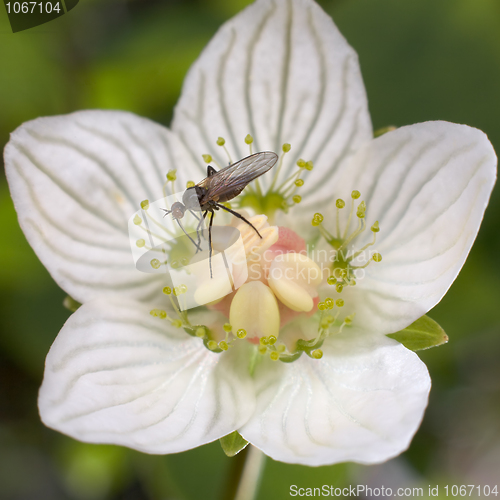 Image of The fly on a flower