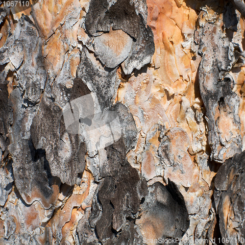 Image of Surface of a pine bark