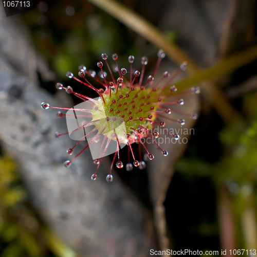 Image of Sundew