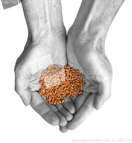 Image of Hands and wheat