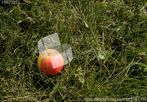 Image of Red apple in grass