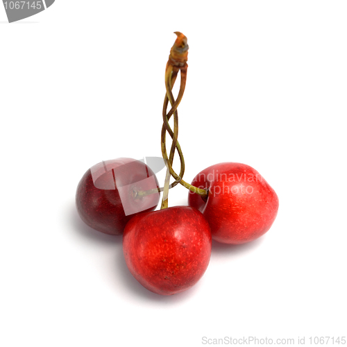 Image of Three berries of a sweet cherry