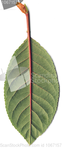 Image of Green leaf of cherry