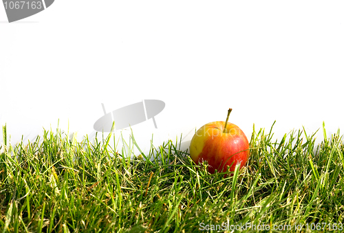 Image of Apple in grass