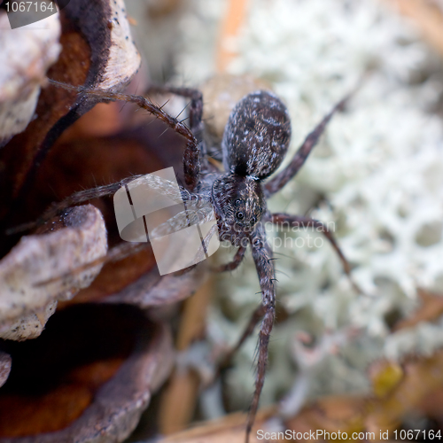 Image of Spider