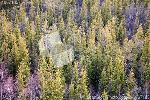 Image of Young fir forest
