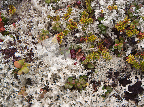 Image of Lichen