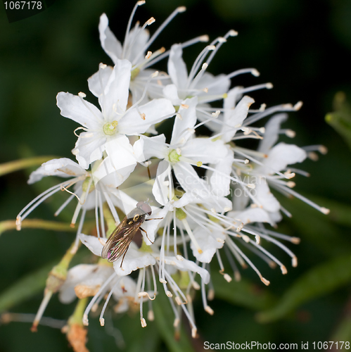 Image of Labrador tea and fly