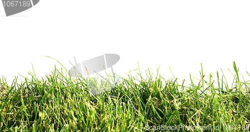 Image of Grass