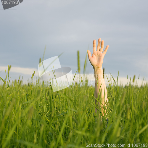 Image of The hand stretched from a grass