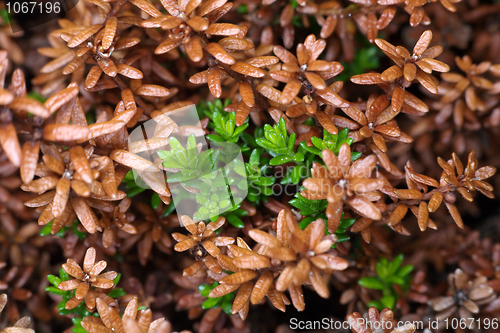 Image of Leaves and runaways crowberry