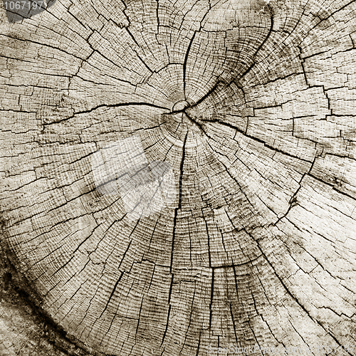 Image of Cut of a trunk