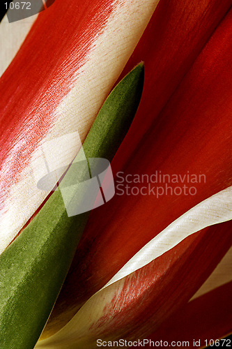 Image of Tulip