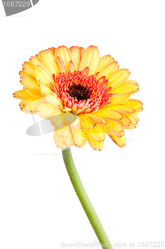 Image of Macro shot of a gerbera daisy against a pure white background