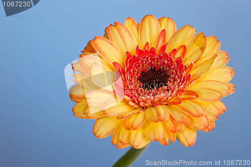 Image of Macro shot of a gerbera daisy against a blue background