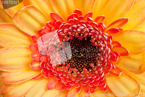 Image of Extreme macro shot of a gerbera daisy