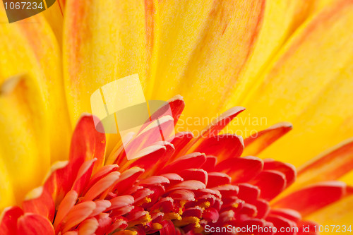 Image of Extreme macro shot of a gerbera daisy