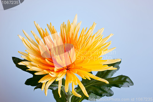 Image of Macro shot of a chrysanthemum against a blue background