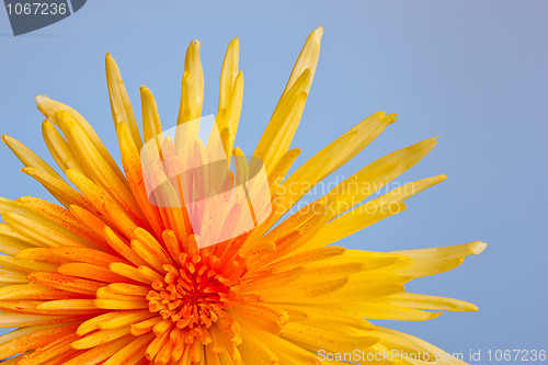 Image of Extreme macro shot of a chrysanthemum against a blue background