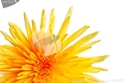 Image of Extreme macro shot of a chrysanthemum against a white background
