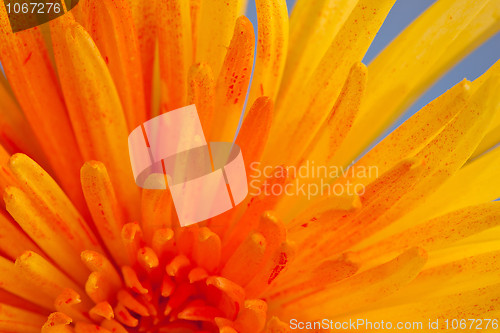 Image of Extreme macro shot of a chrysanthemum against a blue background
